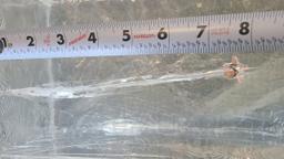 Hand Gun Ammunition 75GR 380 Interceptor image 3