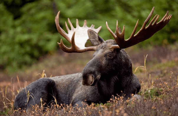 Hunting Guide – Best Rifle Calibers for North American Big Game ...